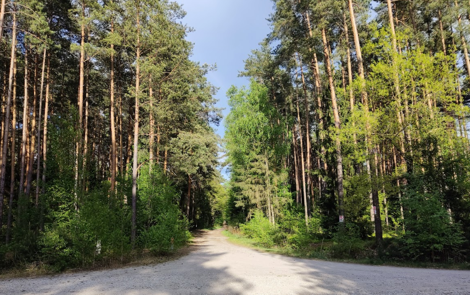 Leśna droga w okolicach Obornik Śląskich